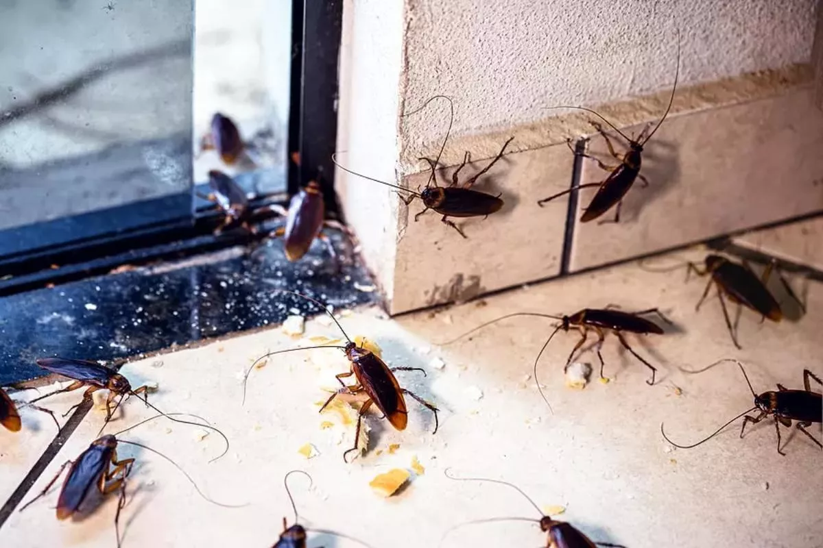 Tips Basmi Kecoa di Rumah Agar Lingkungan Selalu Higienis