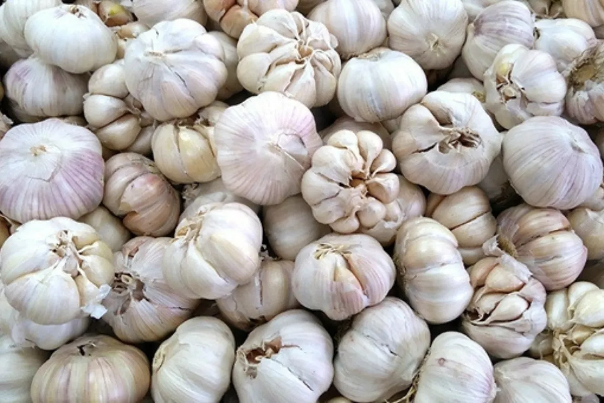 Harga Bawang Putih Mulai Turun Bapanas Minta Importir Tambah Pasokan