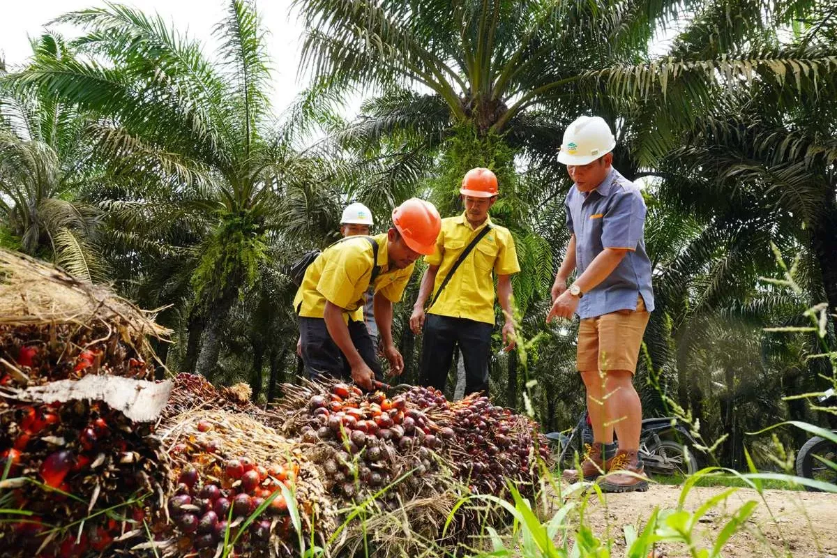 Saham AALI, TAPG, LSIP Menguat, Analis Rekomendasikan DSNG dan LSIP