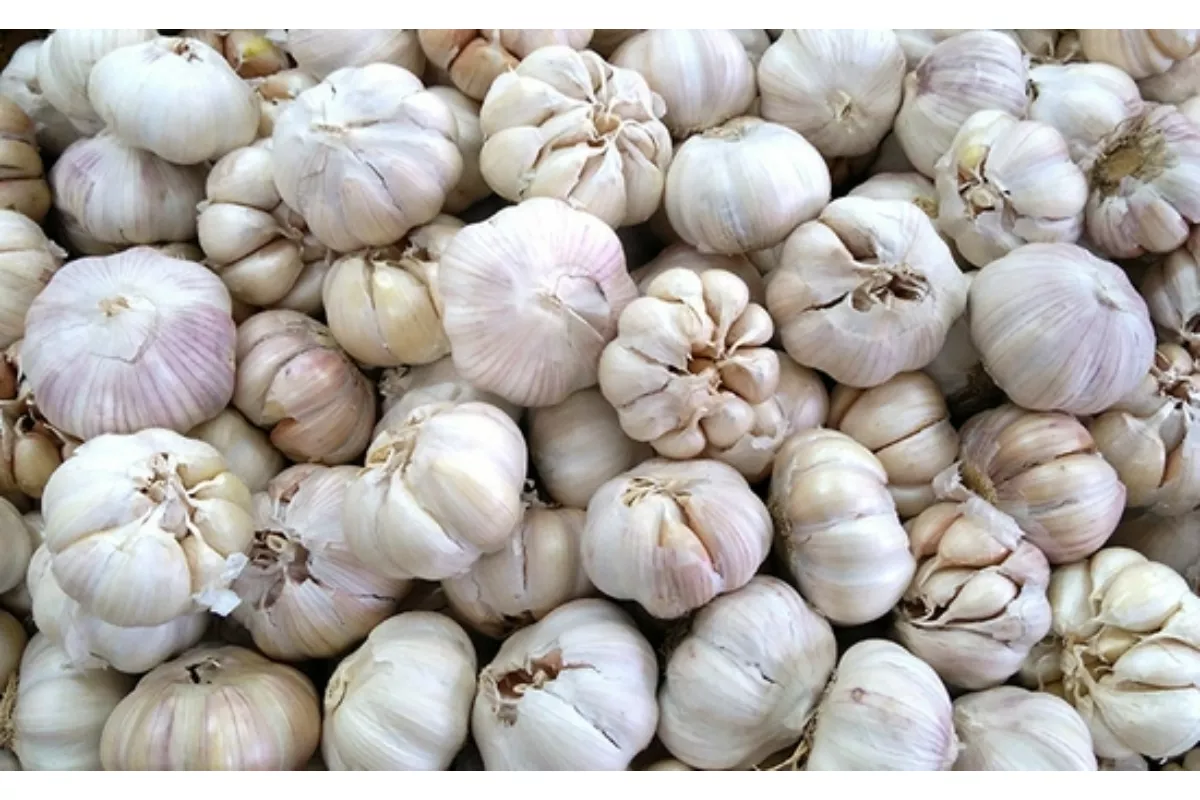 Harga Bawang Putih di Riau Melejit, Simak Update Pangan Hari Ini