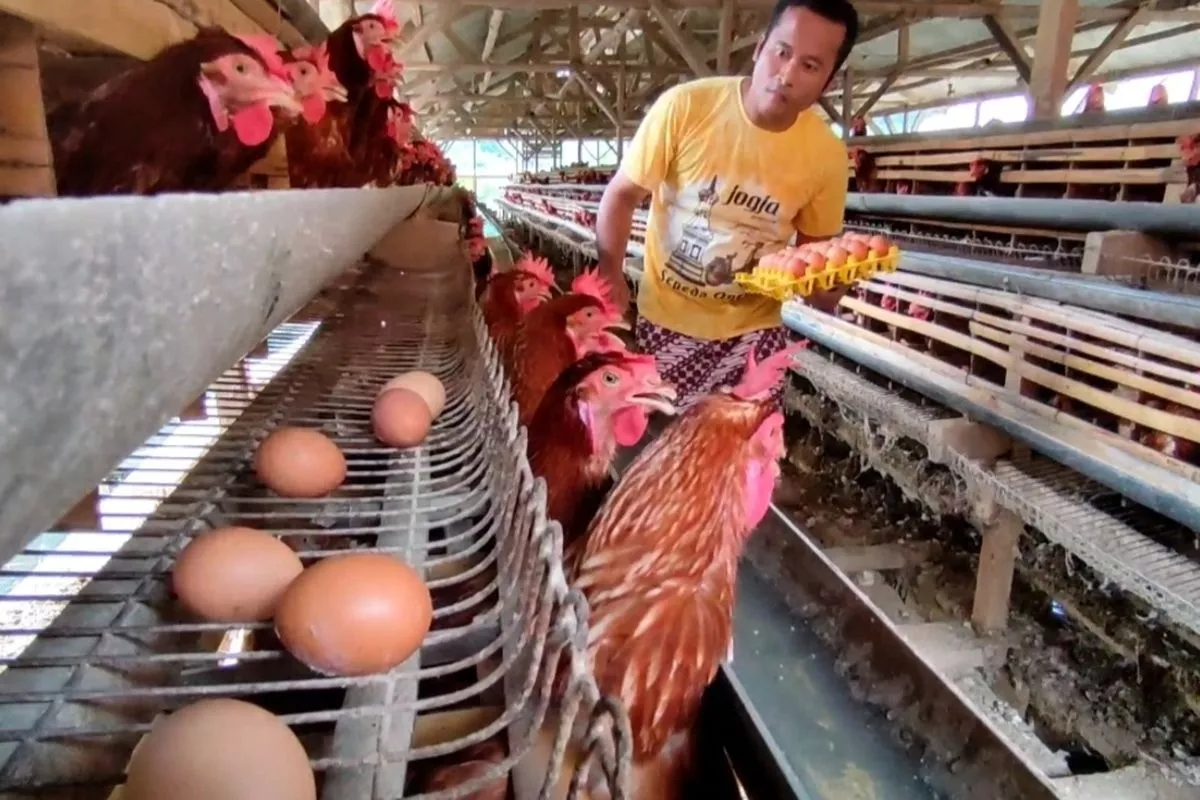 Bapanas Tambah SPHP Jagung 150 Ribu Ton Tekan Biaya Pakan Peternak