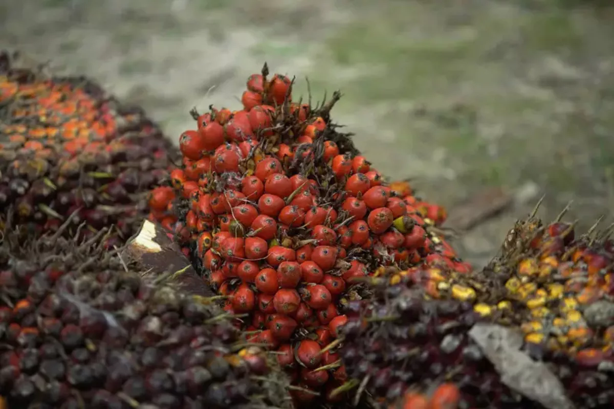 Harga CPO Naik ke MYR 4.723 per Ton Usai Permintaan Melonjak