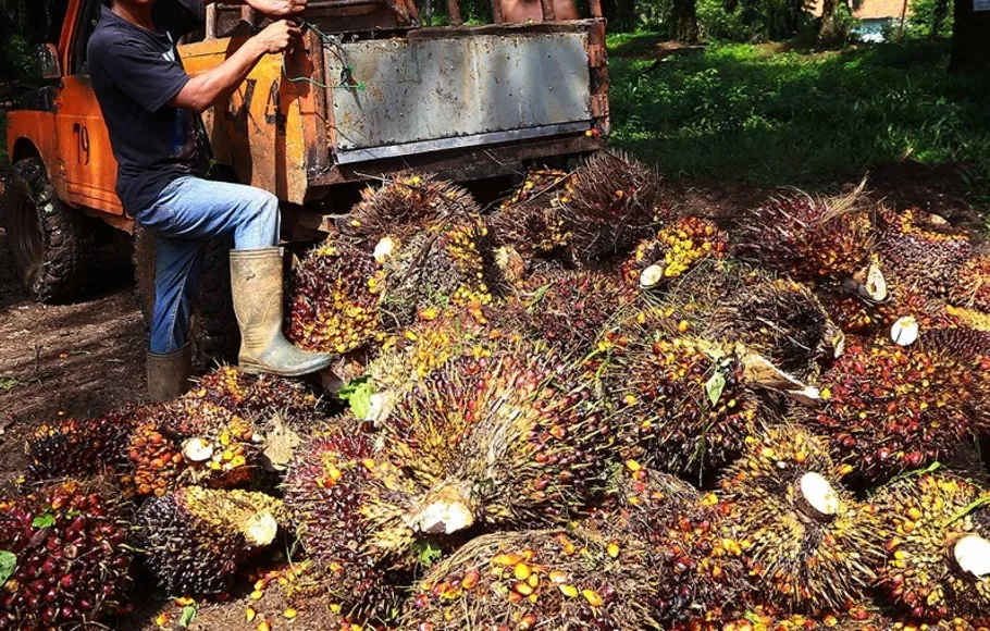 Harga Saham Emiten Sawit Terus Menguat Hingga SIMP Melonjak 17 Persen