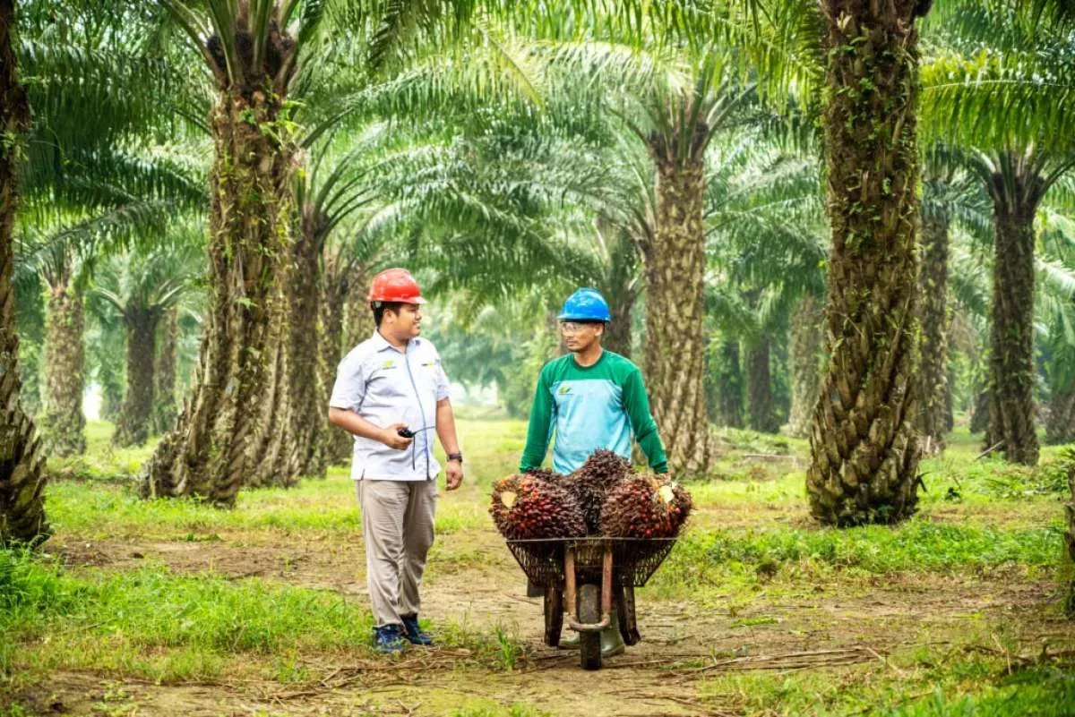 PTPN IV Targetkan Peremajaan Sawit 4.500 Hektare di Riau pada 2026
