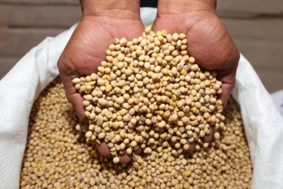 Harga Kedelai Impor di Kudus Turun Walau Rupiah Tinggi
