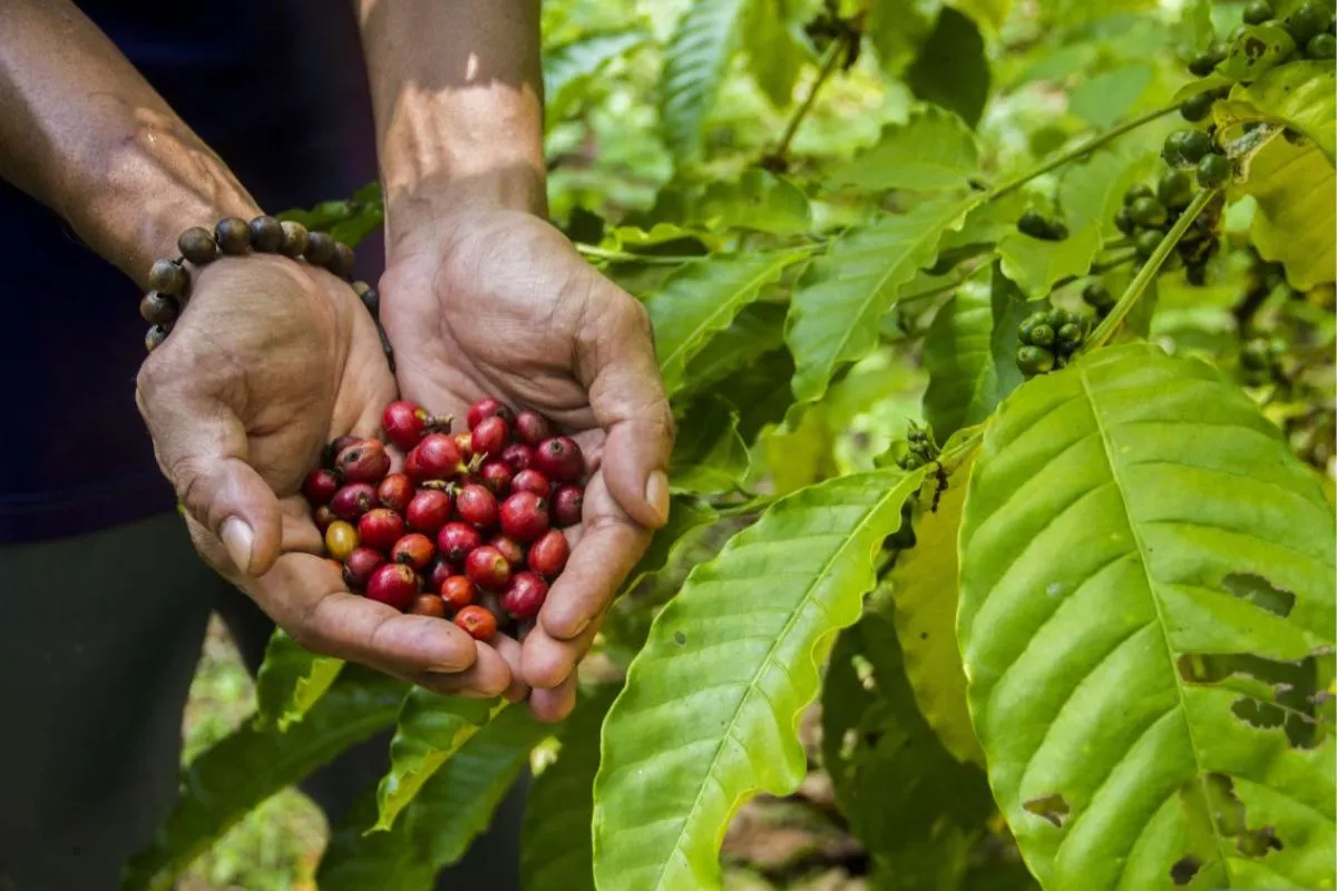 BRIN Perkuat Ekosistem Kopi Magelang demi Tingkatkan Daya Saing