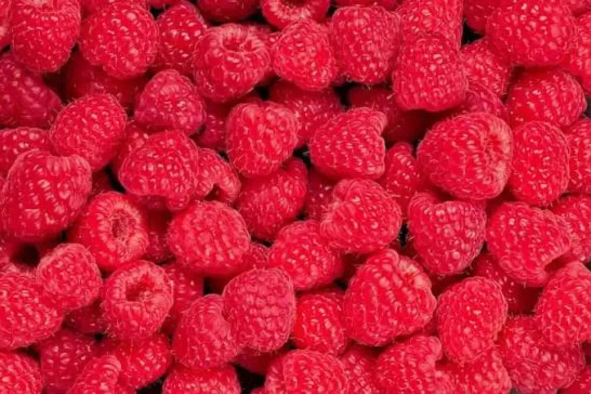 Raspberry Jadi Buah Terbaik untuk Turunkan Berat Badan, Ini Alasannya