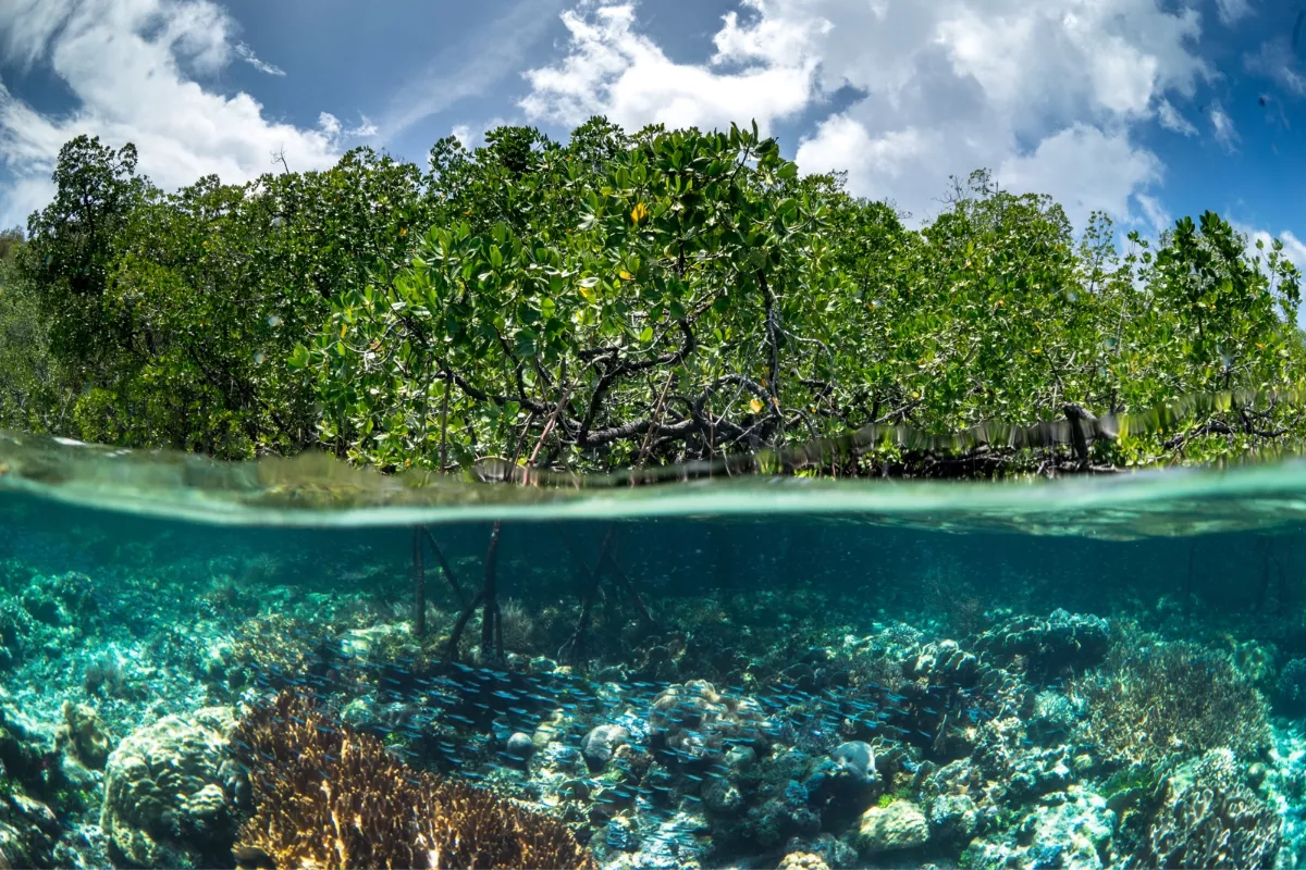 Mangrove dan Karbon Biru: Solusi Alami Tangani Perubahan Iklim
