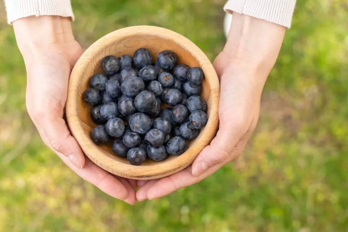Khasiat Blueberry untuk Menjaga Kepadatan Tulang