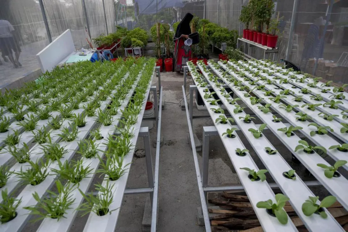 Panduan Budidaya Tanaman Hidroponik di Lahan Sempit Perkotaan 2026