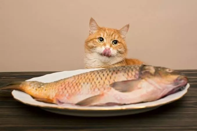 Ikan Tinggi Protein Ini Sangat Cocok Jadi Makanan Bernutrisi Kucing