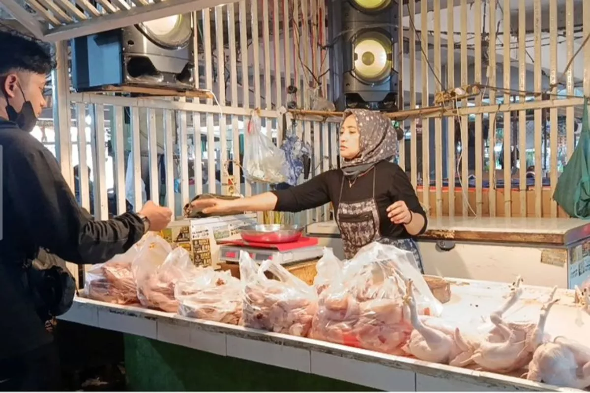Permindo Dorong Perbaikan Tata Kelola Demi Stabilkan Harga Ayam