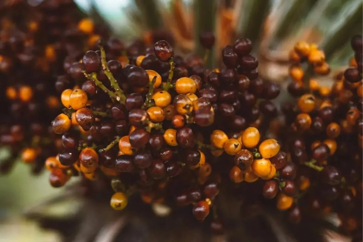 Nilai CPO Menguat, Harga TBS Sawit Sumut Melejit ke Rp3.902 per Kg