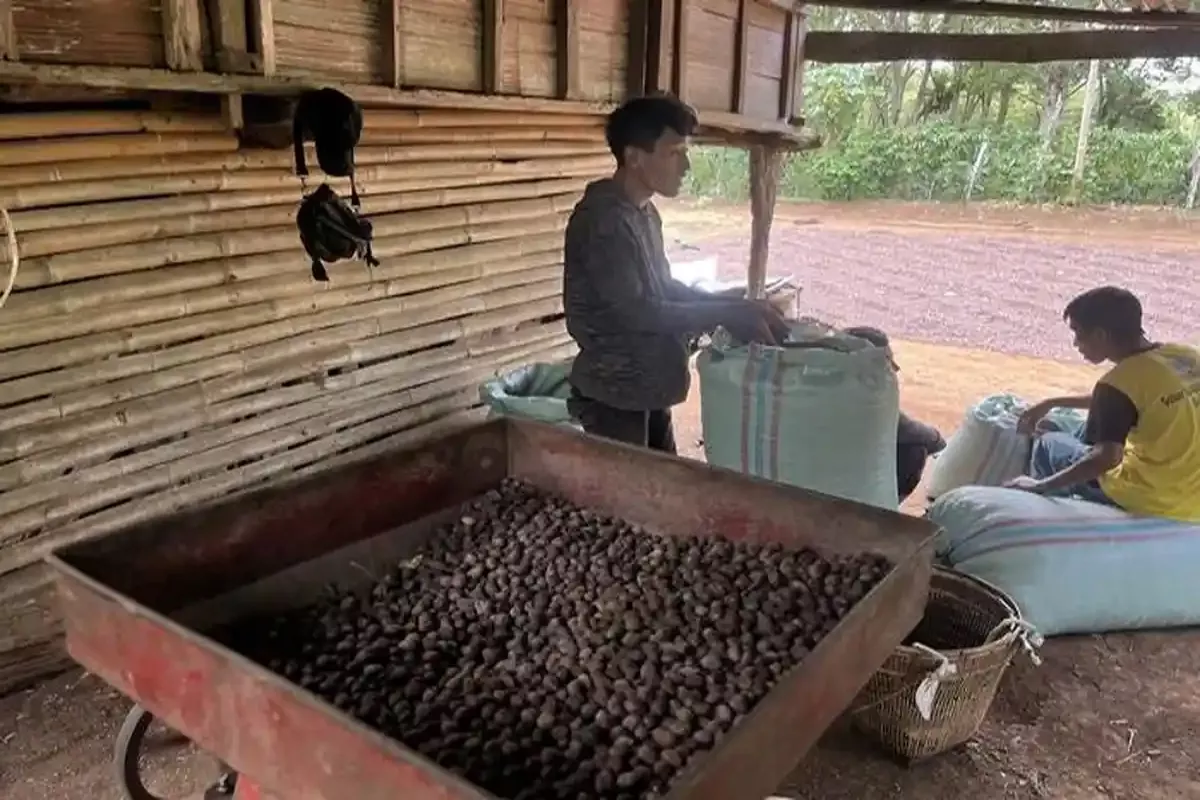 Update Harga Kopi di Empat Lawang Kini Tembus Rp51 Ribu per Kilo