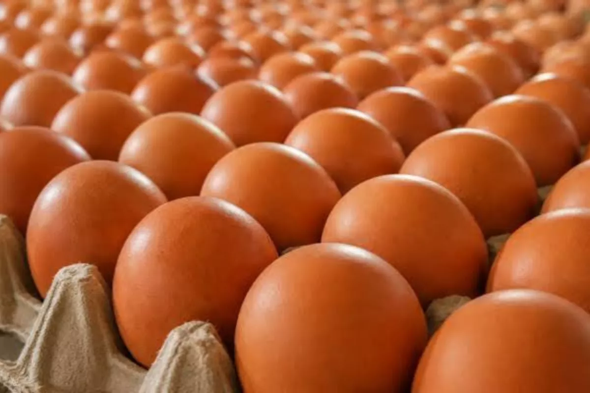 Kementan Siapkan Juknis Penyerapan Telur SPPG Rp26.500 per Kg