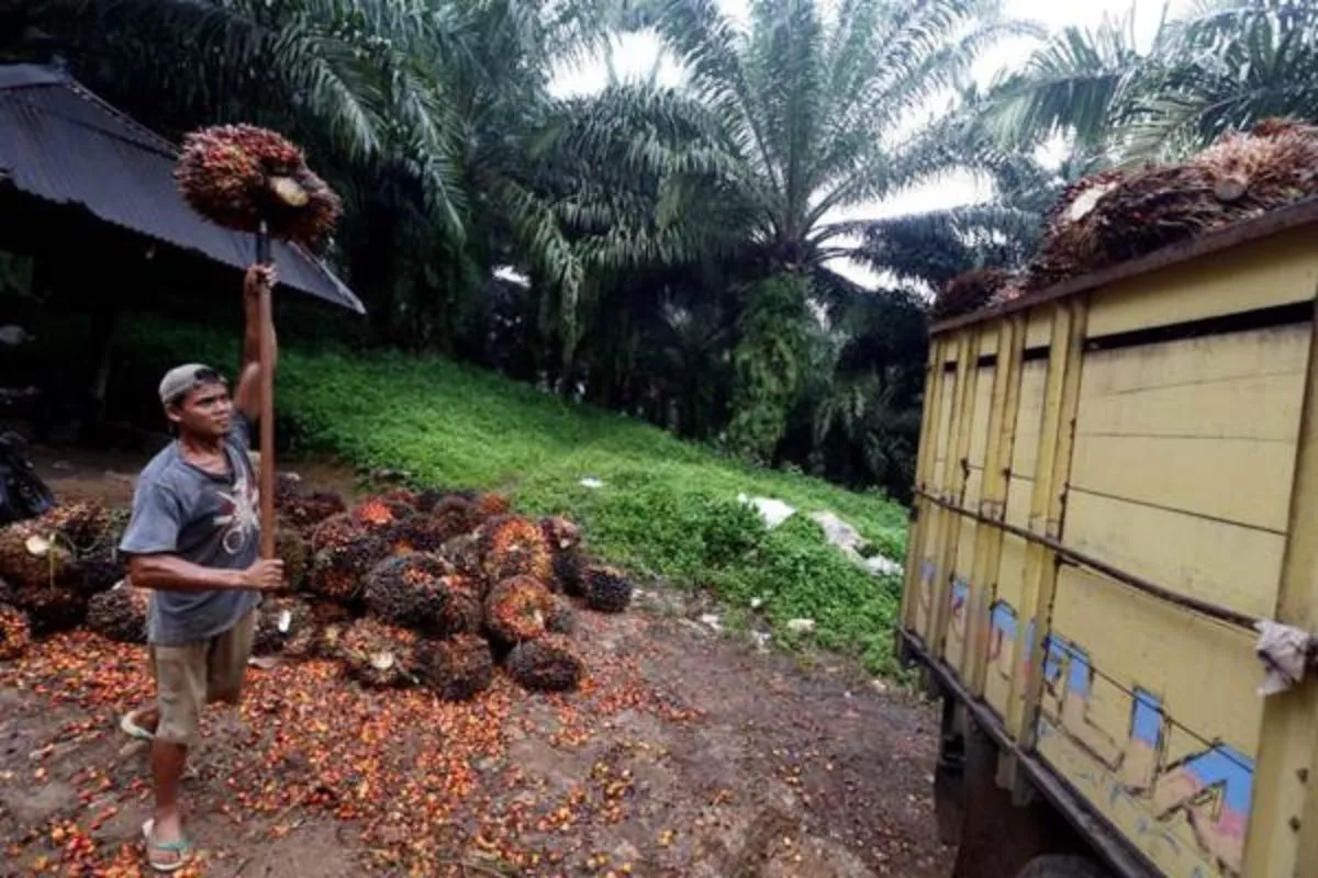 RSPO Salurkan Rp34,5 Miliar Dukung Sawit Berkelanjutan di RI