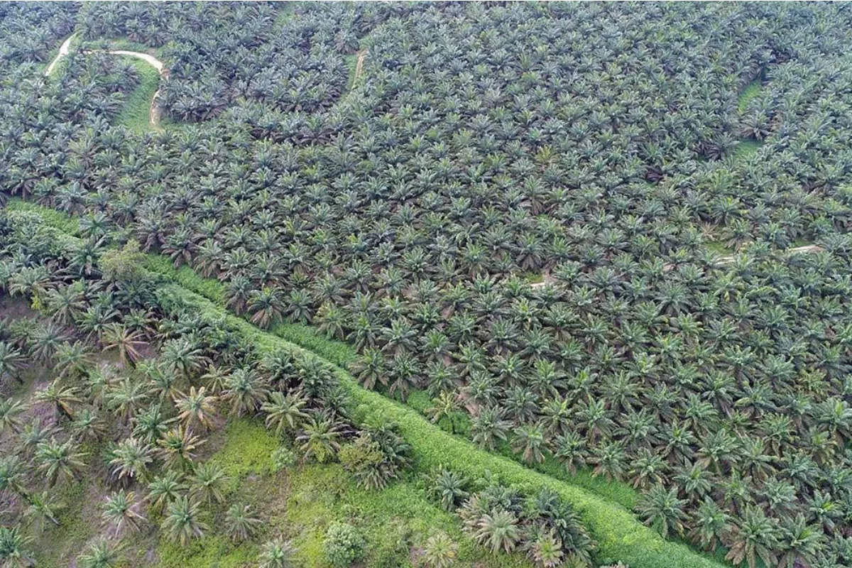  Harga TBS Sawit Swadaya Riau 1–7 Juli 2026 Naik, Cek Rinciannya 