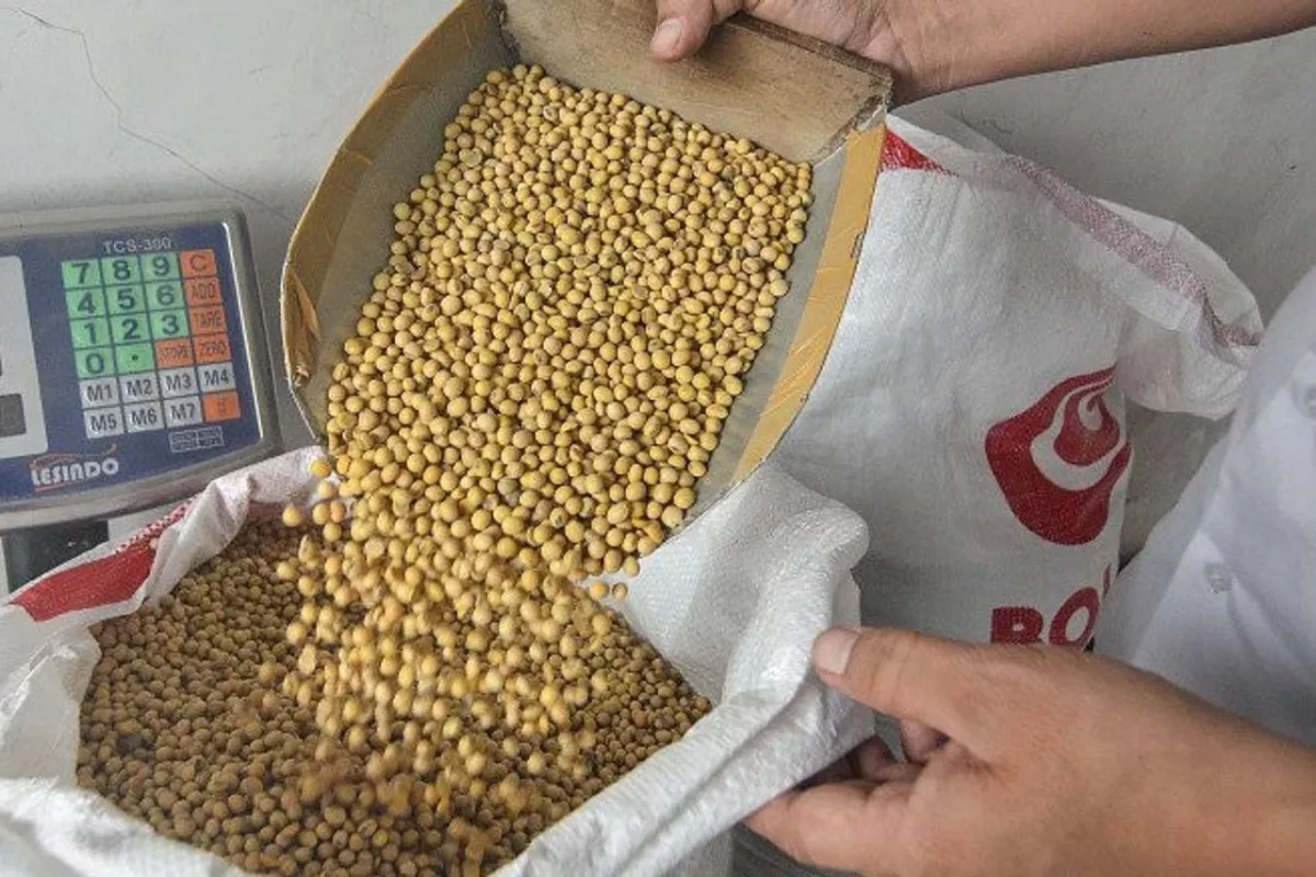 Harga Kedelai Murah Tahu dan Tempe Mahal Riset Soroti Marjin Importir