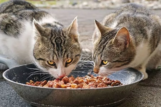 Hindari 6 Kesalahan Memberi Makan Kucing demi Kesehatan Si Meong