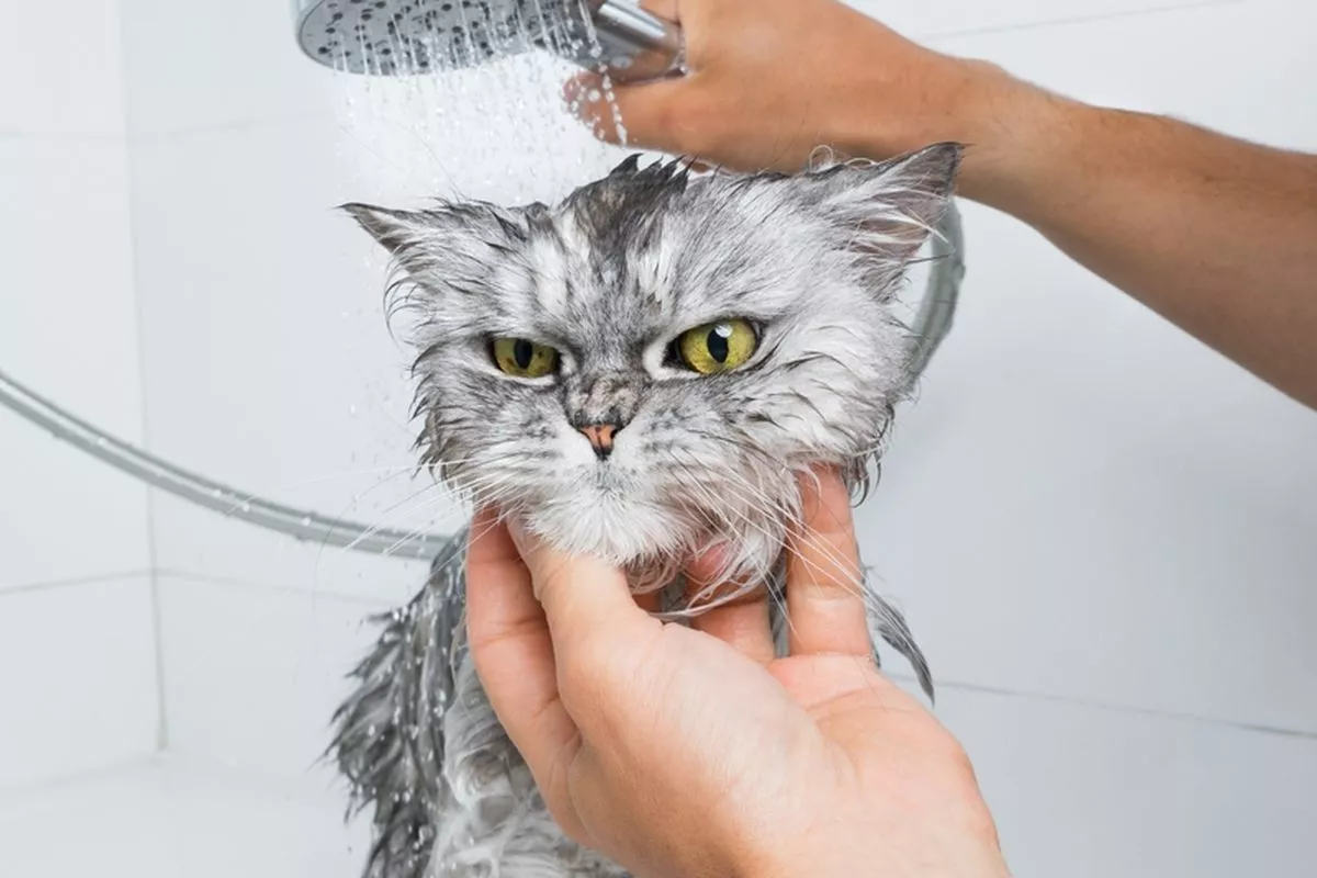 Cara Memandikan Kucing Anggora Sendiri Rumah Tanpa Stres