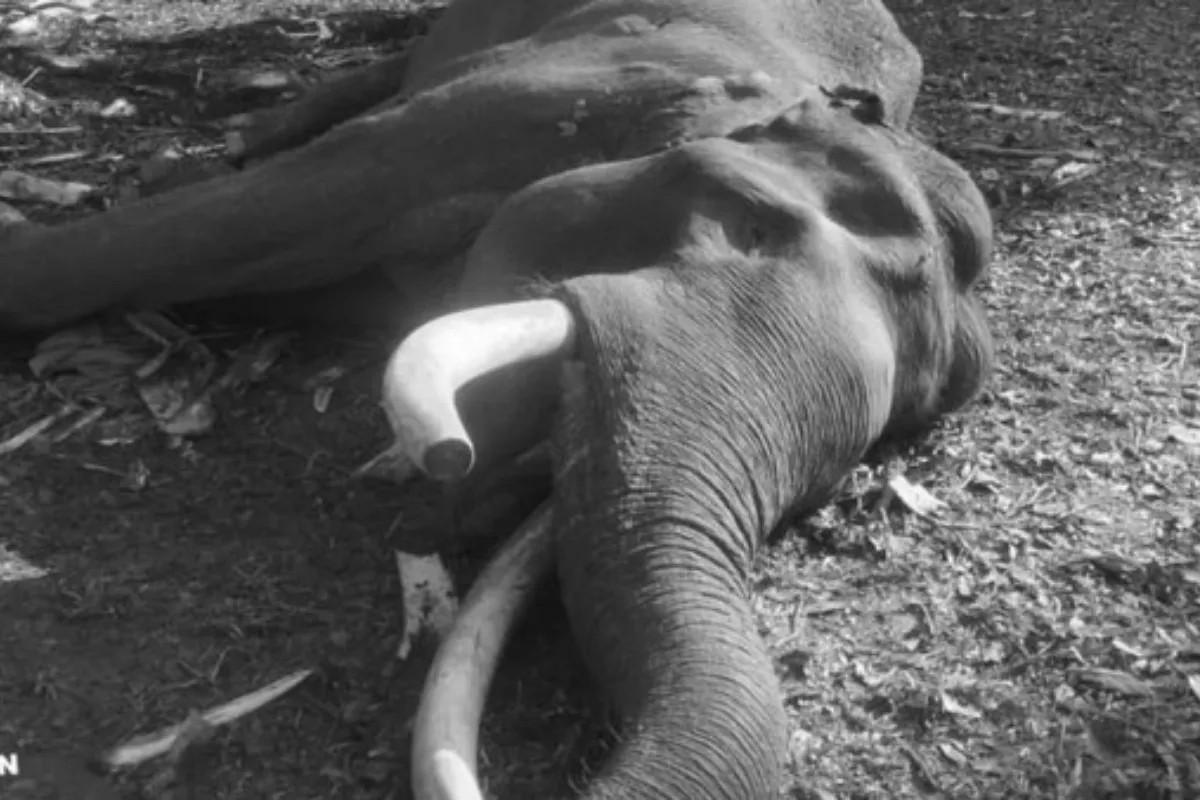 Berduka, Gajah Indro Sang Pengawal Konflik di Tesso Nilo Mati