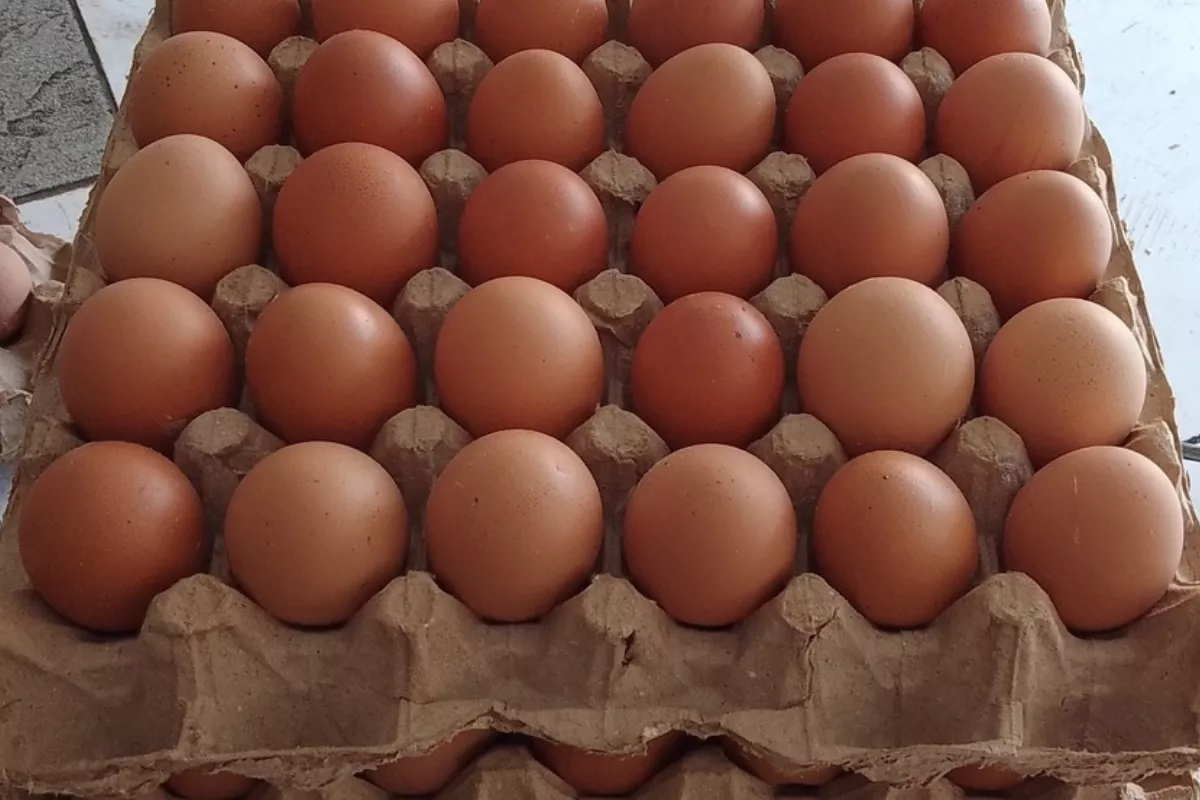 Telur Ayam dan Cabai Rawit Jadi Sorotan Awal Pekan PIHPS