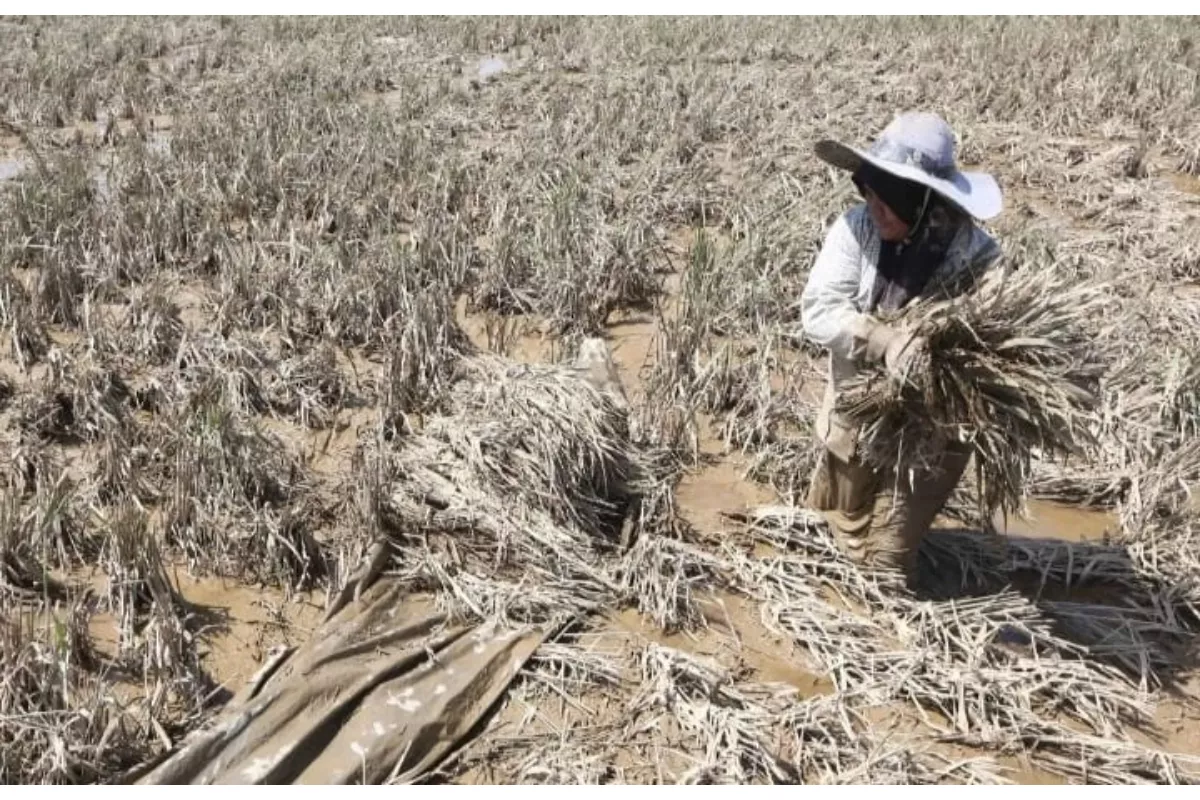 Satgas PRR Percepat Rehabilitasi Ribuan Hektare Sawah Terdampak Bencana