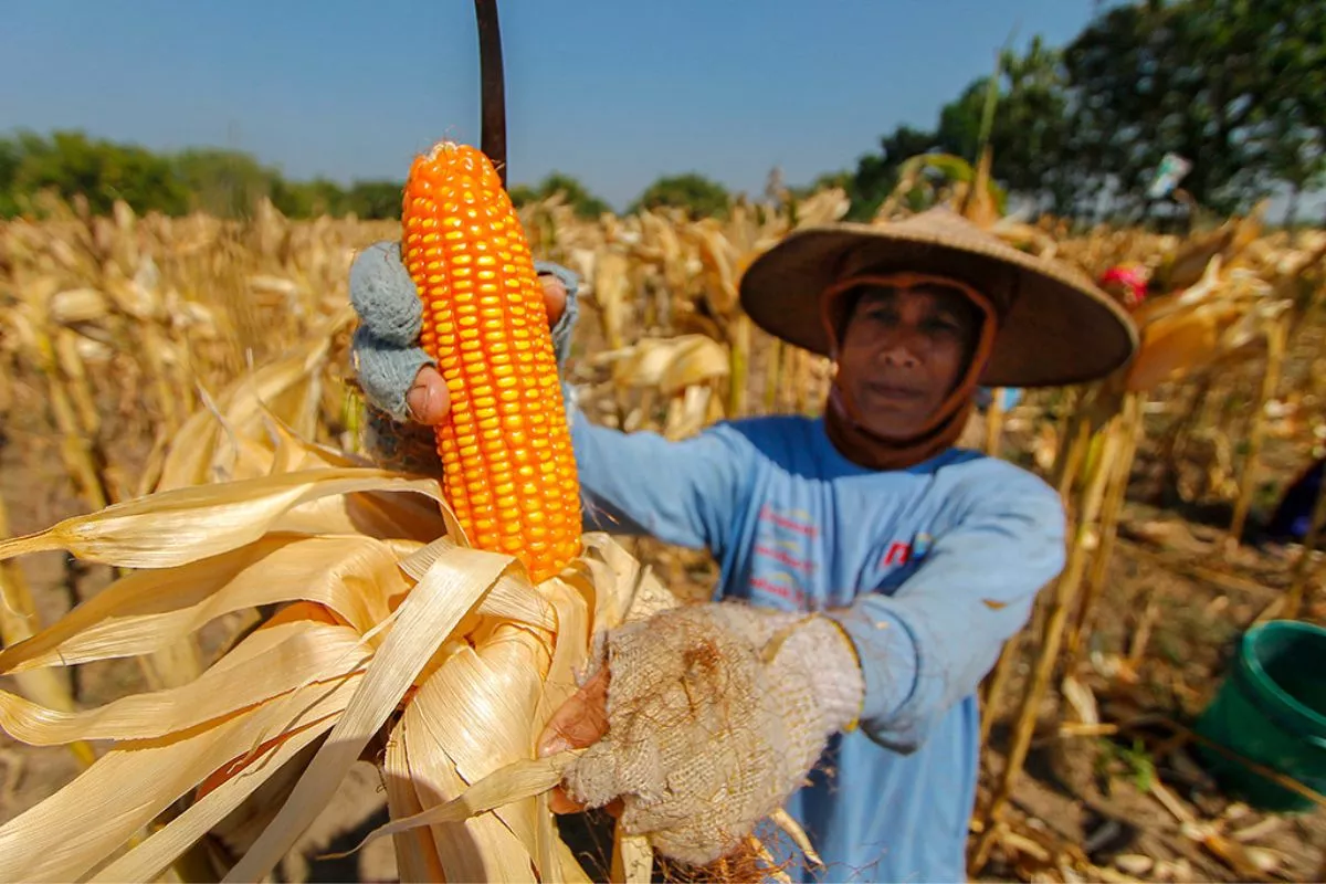 Bapanas Tambah 150 Ribu Ton SPHP Jagung Pakan Jaga Harga Telur