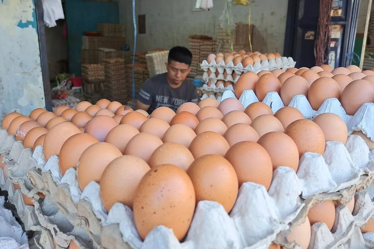 BI Laporkan Harga Telur Ayam Turun Saat Daging Sapi Malah Naik
