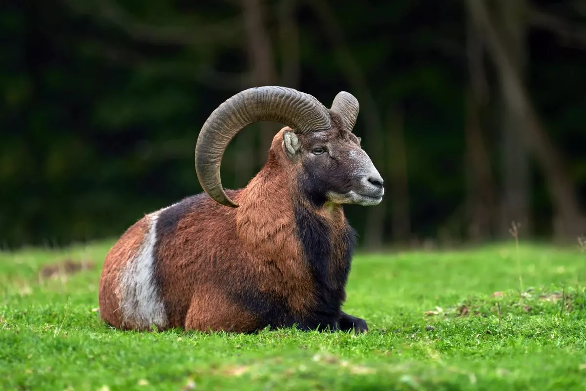 Ramalan Zodiak 21 Juni buat Aries Taurus dan Gemini Hari Minggu Ini