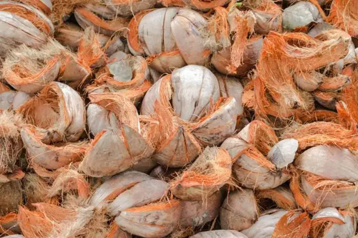 SIG Sulap Limbah Kelapa di Aceh Jadi Pakan Ternak dan Nilai Ekonomi