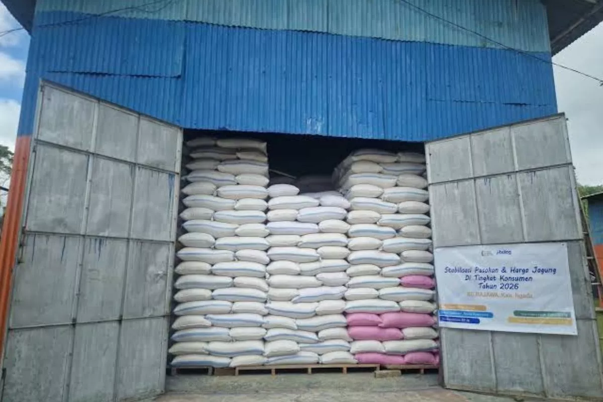 Bulog NTT Serap 2.330 Ton Jagung untuk Dukung Peternakan