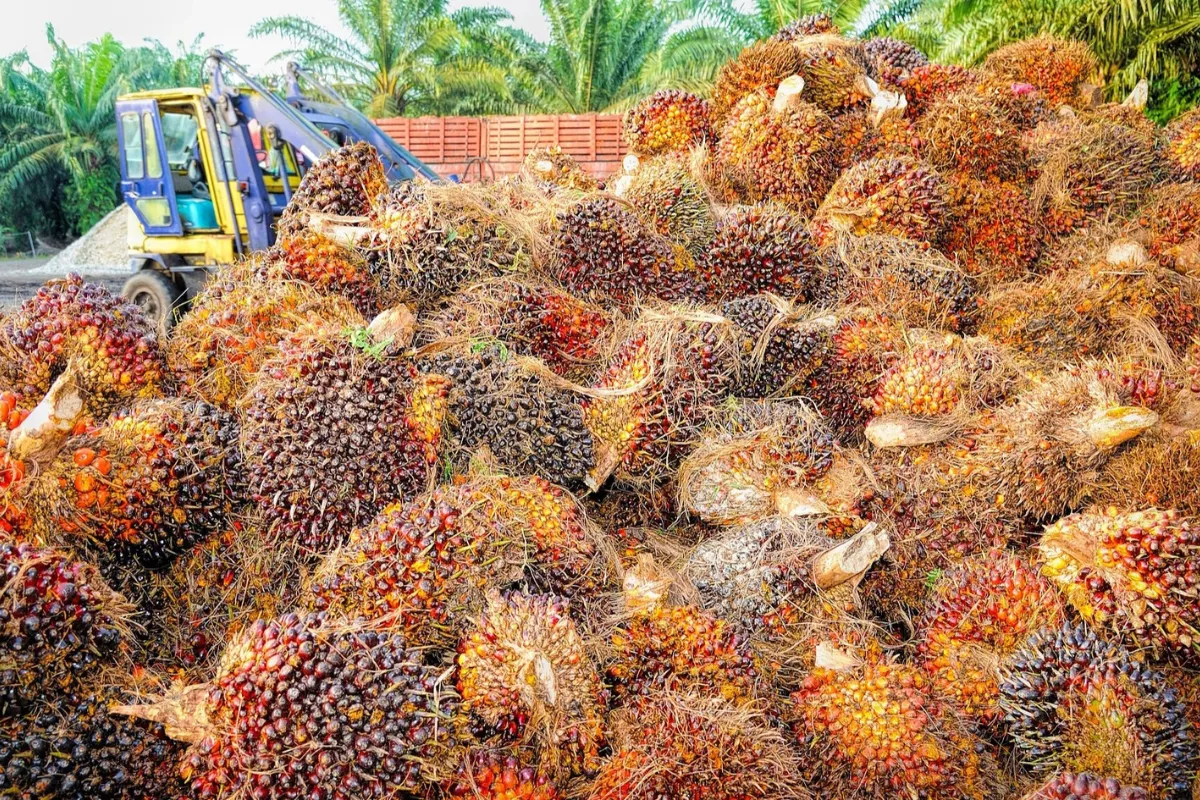 DSI Didorong Jadi Verifikator Dagang Sawit Terintegrasi