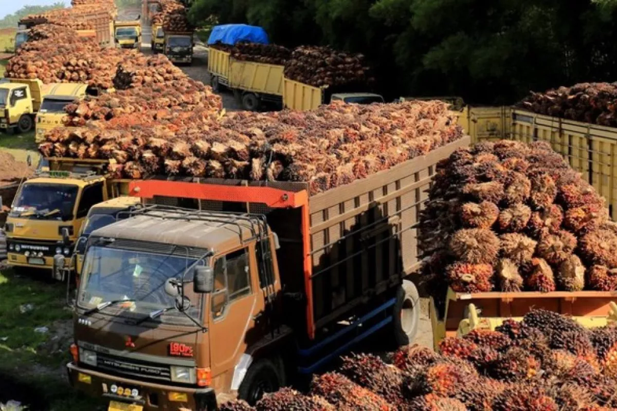 Harga CPO Bangkit Ditopang Berbagai Sentimen Positif Global