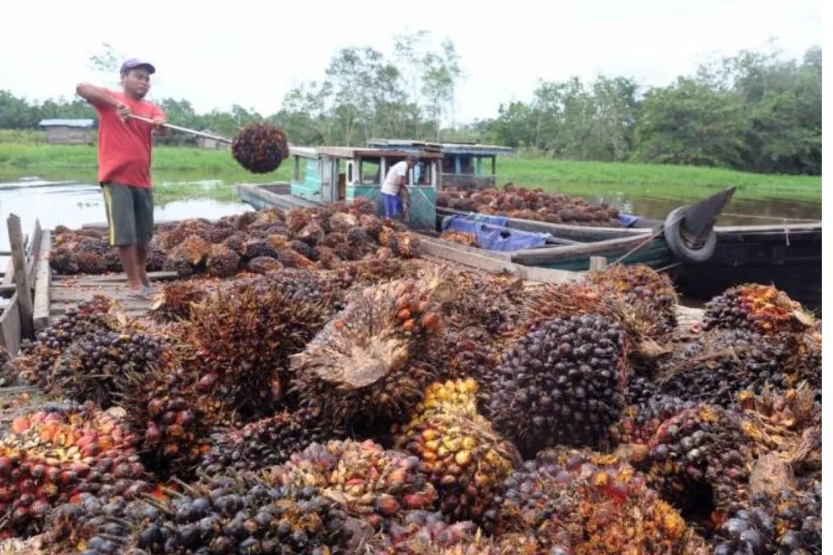 Sumbar Atasi Ketimpangan Harga TBS Sawit Plasma dan Swadaya