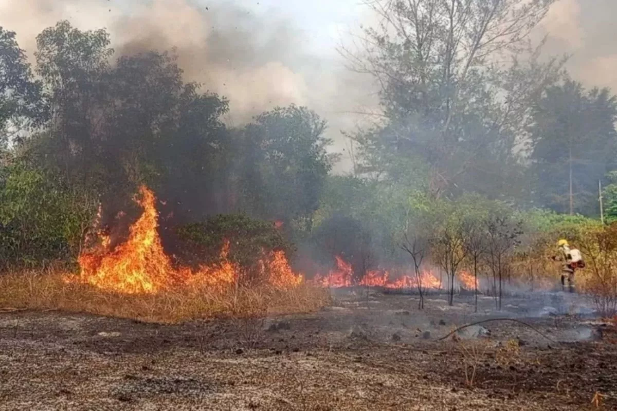 Kebakaran Hutan Melanda Berbagai Daerah, Nabire Catat Lahan Terluas