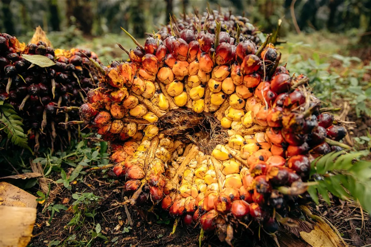 Harga CPO Melemah Tertekan Minyak Nabati Dalian dan Minyak Mentah