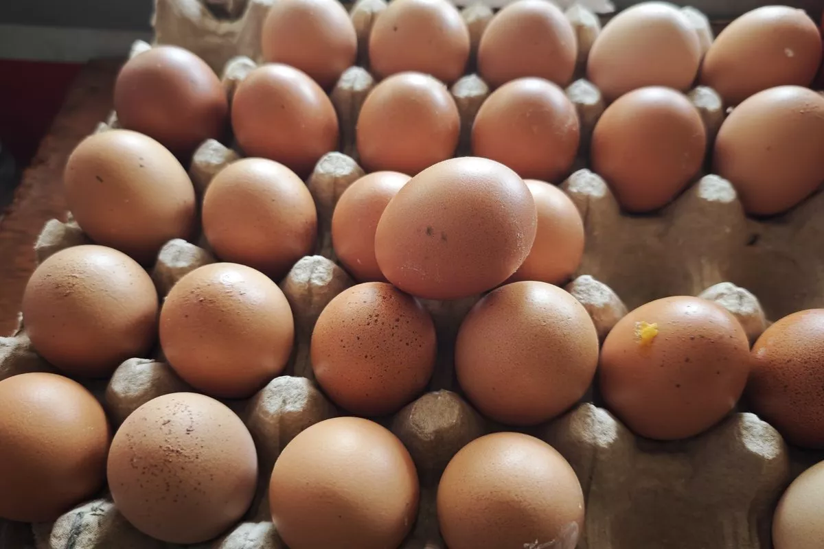 Harga Telur Anjlok 12,07 Persen dan Tengkulak Tekan Peternak Ayam
