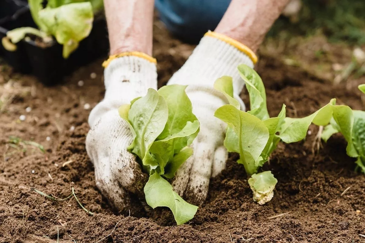 Pilihan Hobi untuk Redakan Stres Menurut Pakar, Salah Satunya Berkebun
