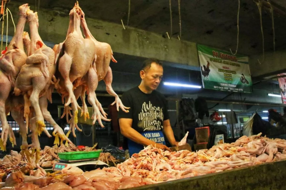 Daging Ayam Melonjak 14,29 Persen, Harga Pangan Bergerak Bervariasi
