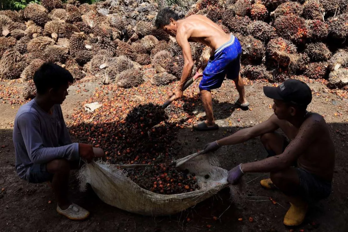 BPS: Penerapan B50 Berpotensi Pengaruhi Ekspor CPO Semester II 2026