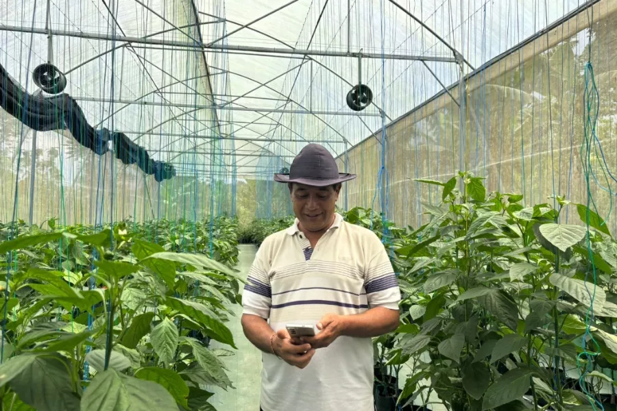 Paprika Organik Bali Berhasil Tembus Pasar Premium Nasional dan Global
