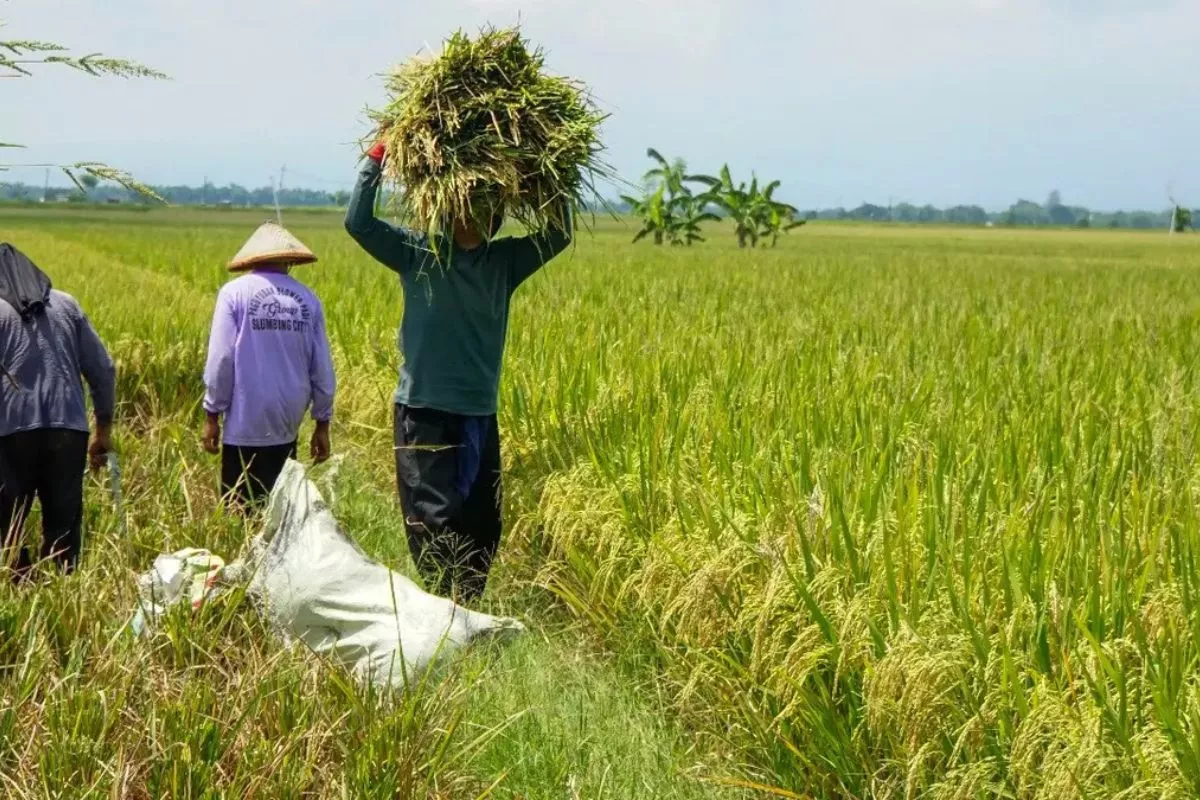 Bulog Siapkan Sertifikasi Penggilingan Rakyat Mulai Tahun 2027
