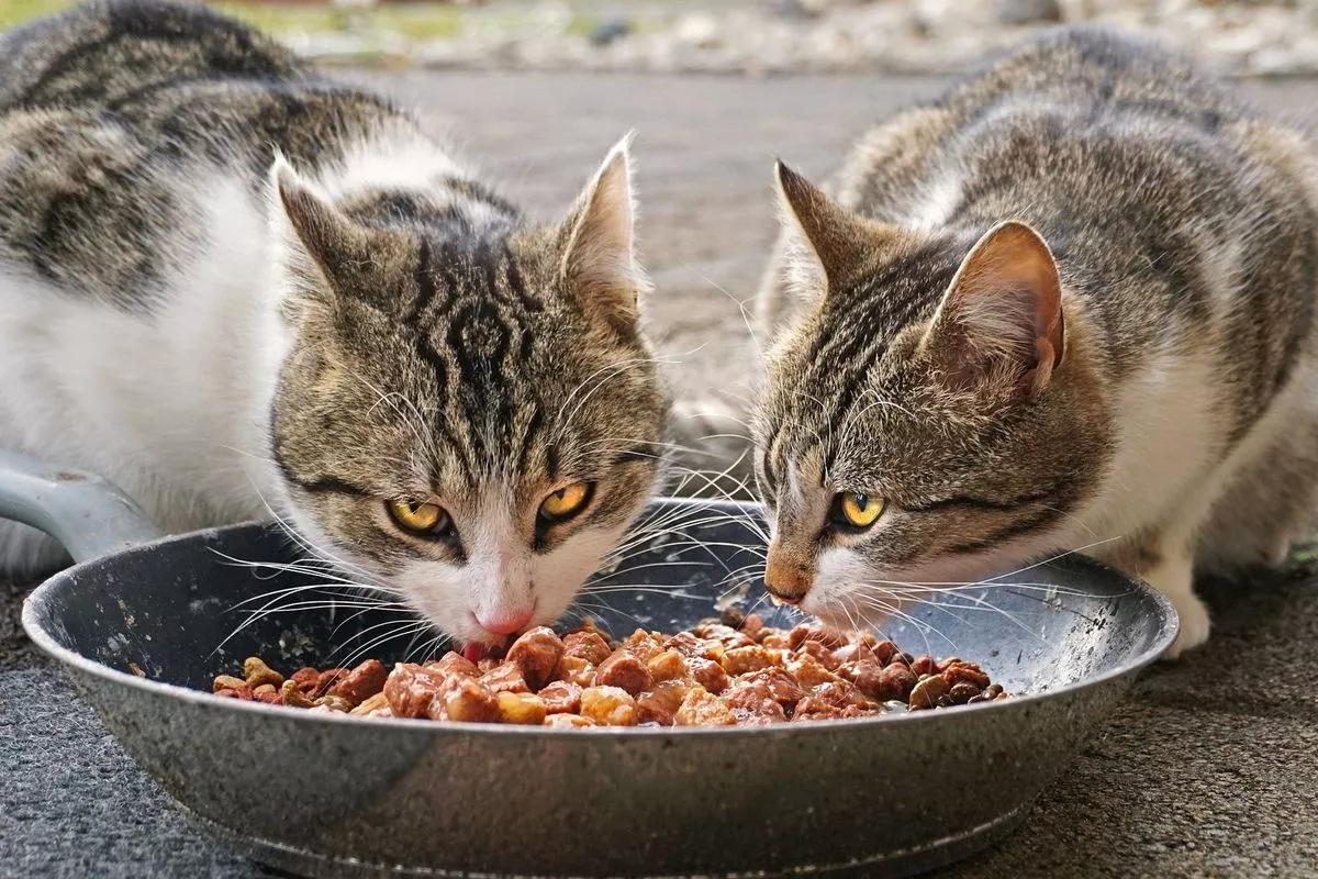 Kucing Sering Minta Makan Simak 8 Cara Mengatasinya Agar Disiplin