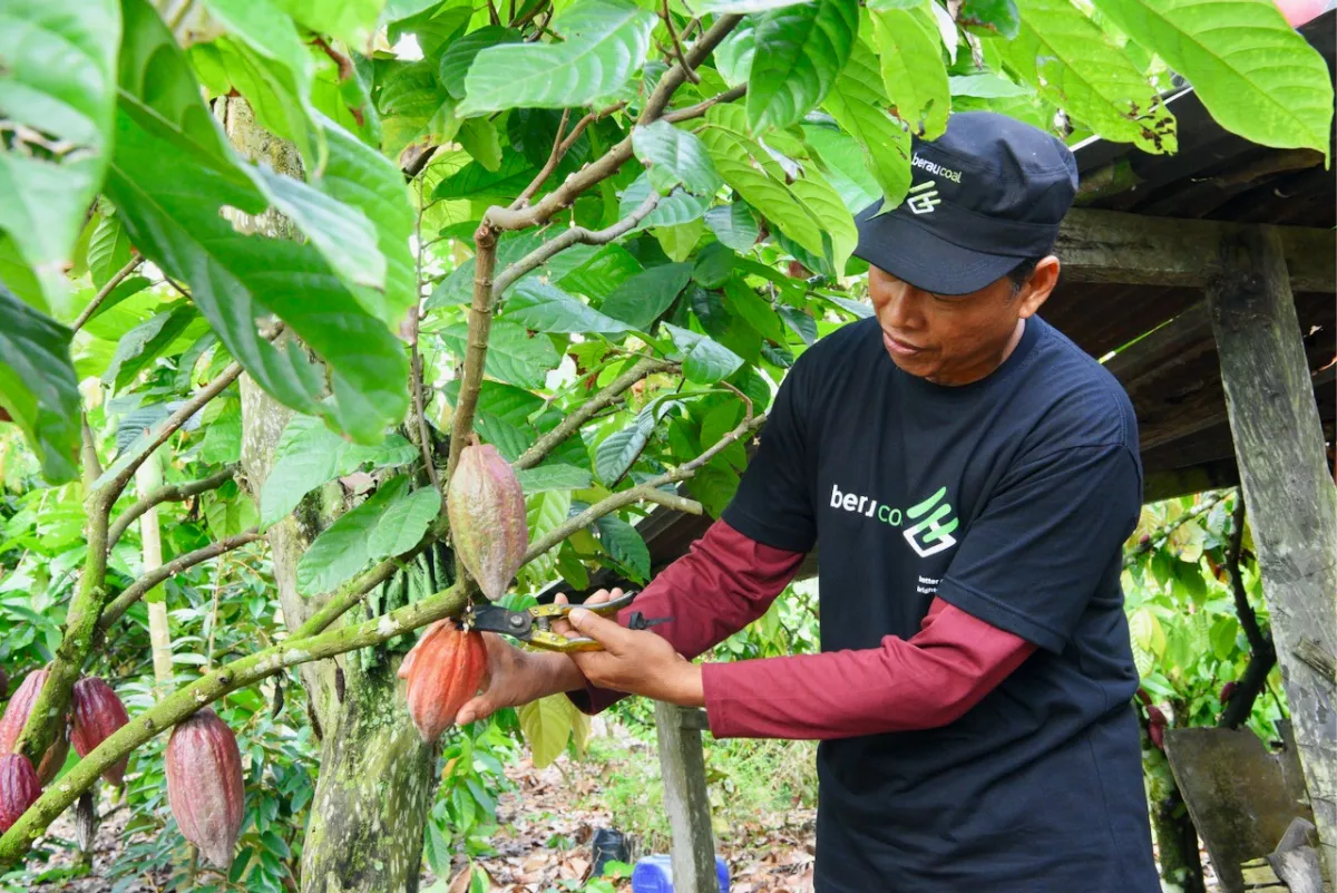 Proyek Pembibitan Kopi dan Kakao di Lampung Serap 200 Pekerja