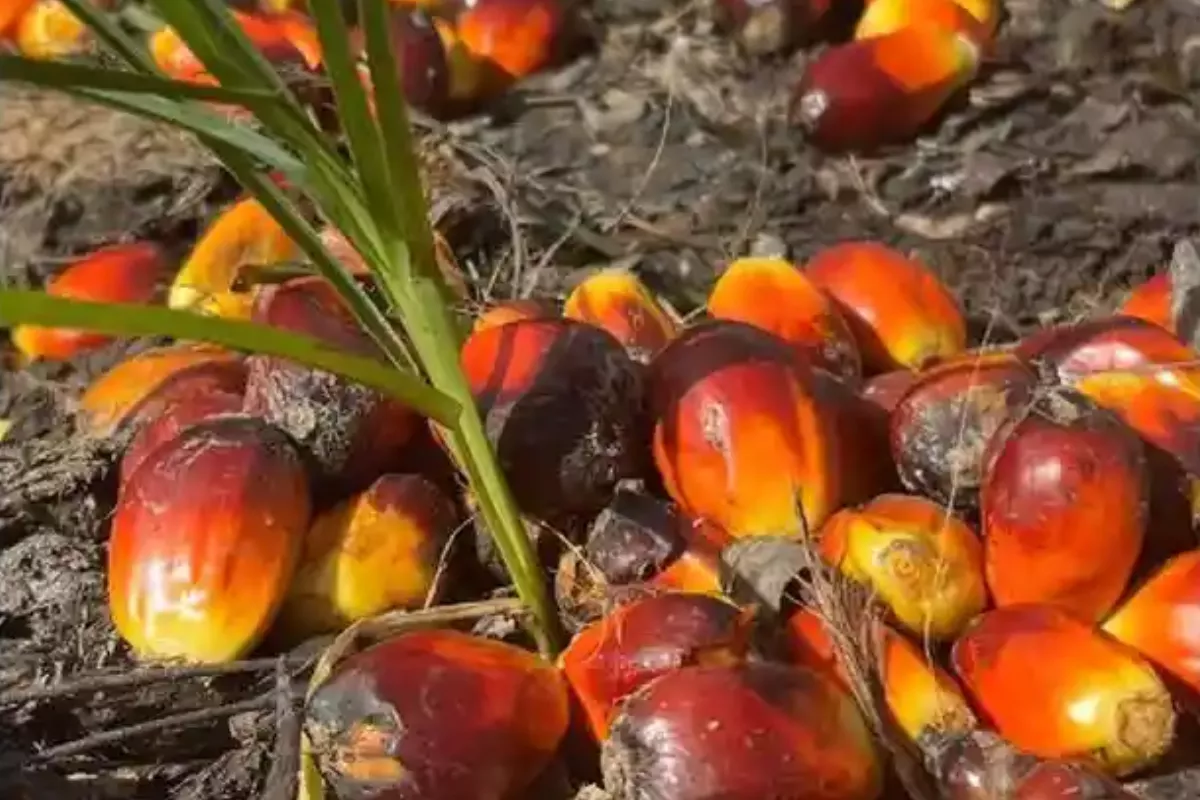  Harga Sawit Jambi Stabil di Rp3.706 per Kg, Cek Rinciannya 