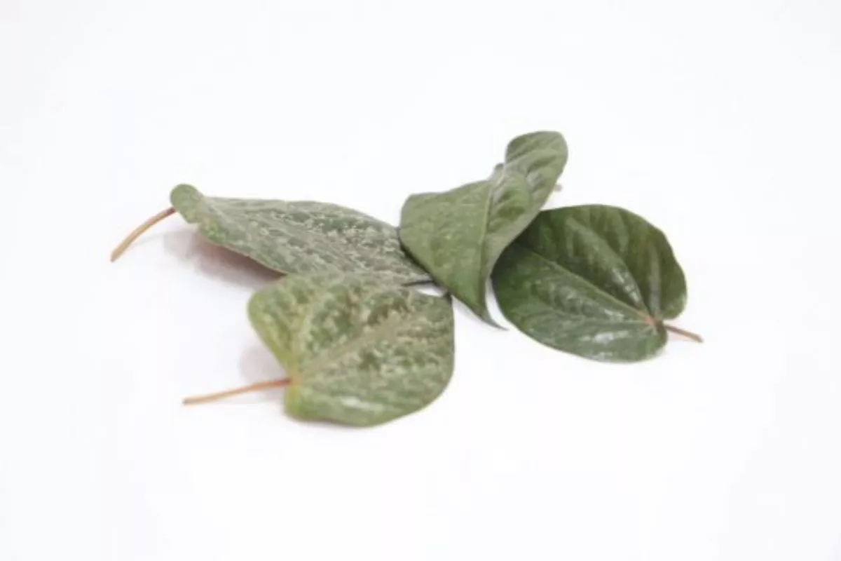 4 Inspirasi Masakan Daun Sirih yang Gurih dan Kaya Nutrisi