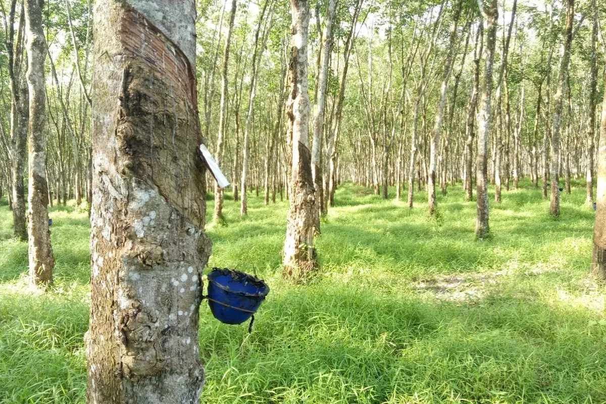 Harga Karet SGX-SICOM Kamis Naik Rp550 Jadi Rp42.084 per Kg