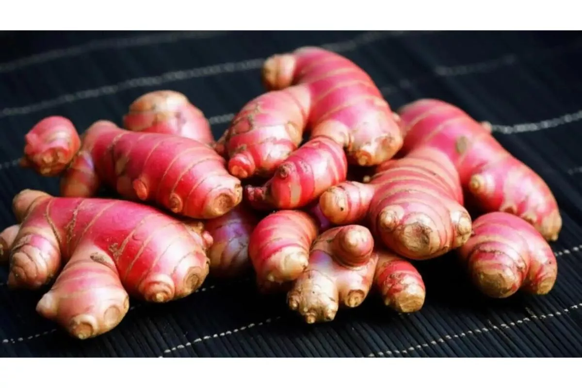 Ketahui 7 Manfaat Jahe Merah Untuk Kesehatan Tubuh, Ampuh Redakan Nyeri & Kolesterol