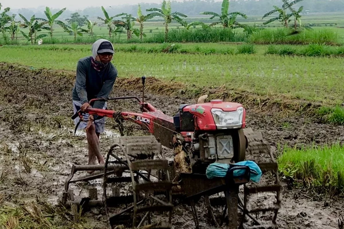Lahan Sawah Dilindungi Capai 87,52%, Lampaui Target RPJMN 2029